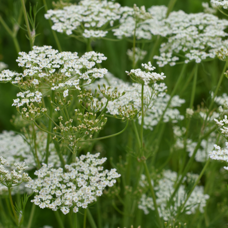 Kümmel (Bayern), ganz