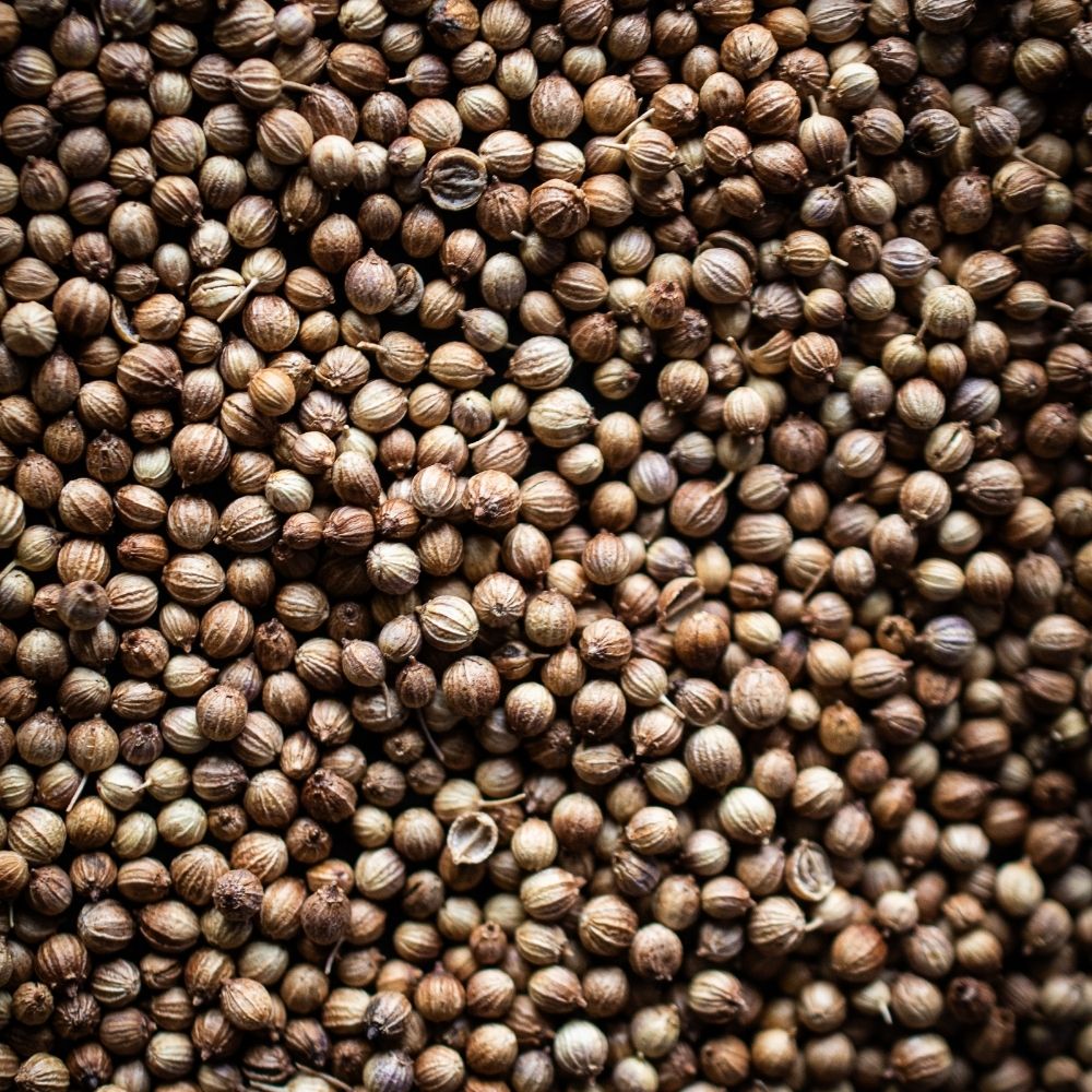 Detailaufnahme Koriander, ganz